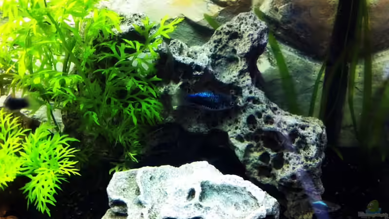 Dekoration im Aquarium Pfütze (existiert nicht mehr) von Sebastian Philipp (5)