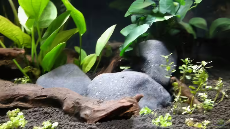 Dekoration im Aquarium Picozonas von Thomasi (3)