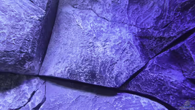 Dekoration im Aquarium Placidochromis Dream aufgelöst von Okrim (20)