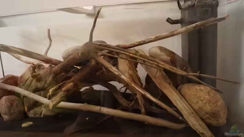 Dekoration im Aquarium Platy Biotop von Rootsman (37)