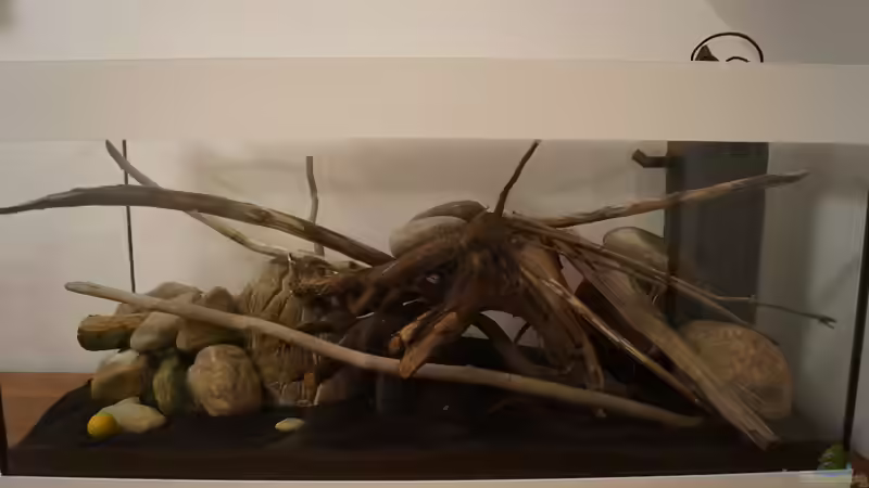 Dekoration im Aquarium Platy Biotop von Rootsman (38)