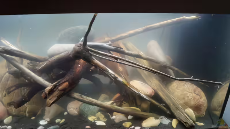 Dekoration im Aquarium Platy Biotop von Rootsman (40)