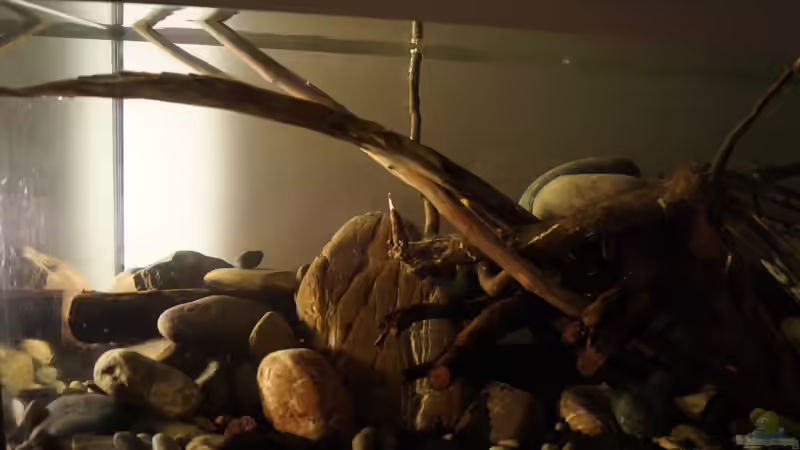 Dekoration im Aquarium Platy Biotop von Rootsman (41) (42)