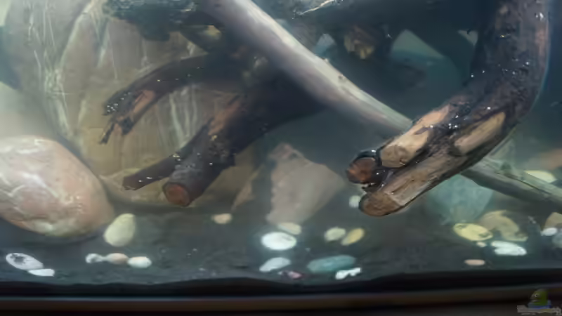 Dekoration im Aquarium Platy Biotop von Rootsman (43)