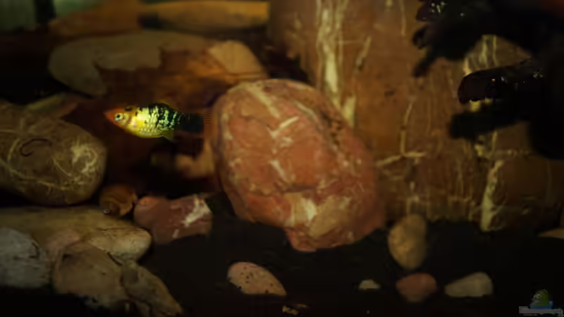 Dekoration im Aquarium Platy Biotop von Rootsman (49)