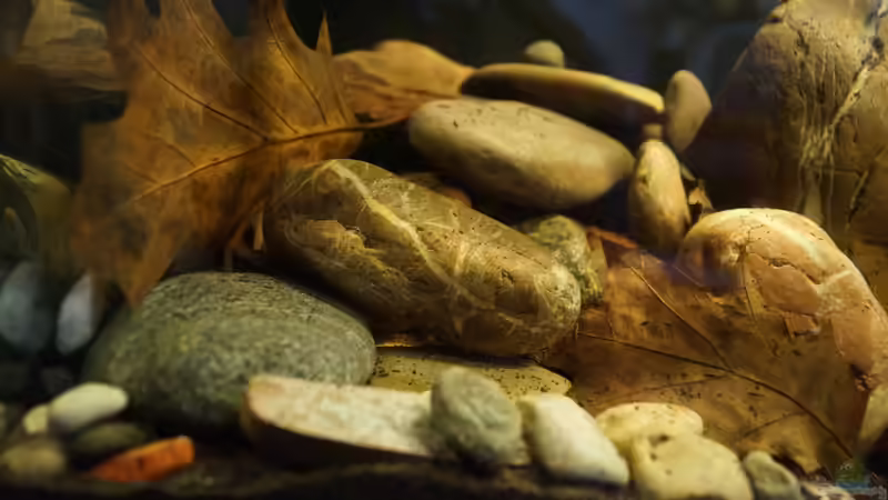 Dekoration im Aquarium Platy Biotop von Rootsman (50)
