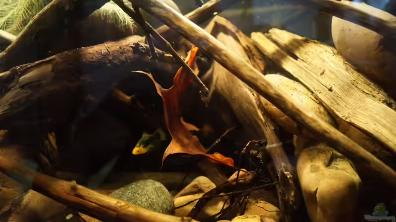 Dekoration im Aquarium Platy Biotop von Rootsman (51)