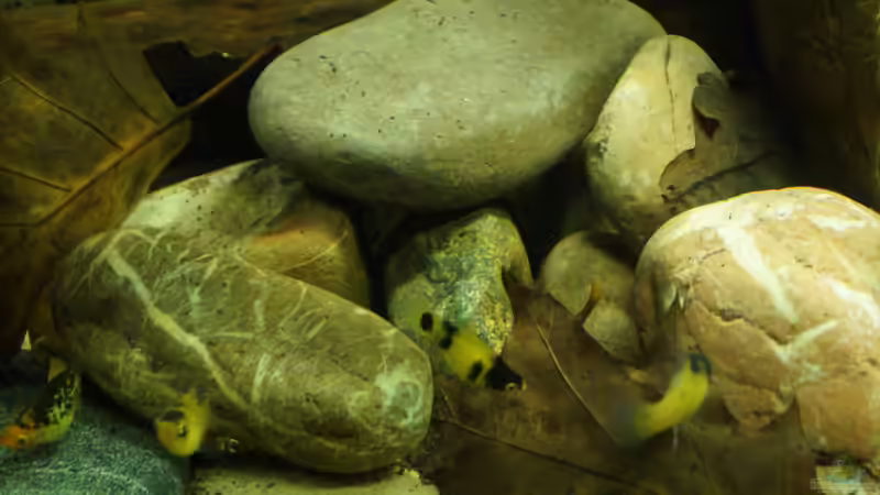 Dekoration im Aquarium Platy Biotop von Rootsman (53)