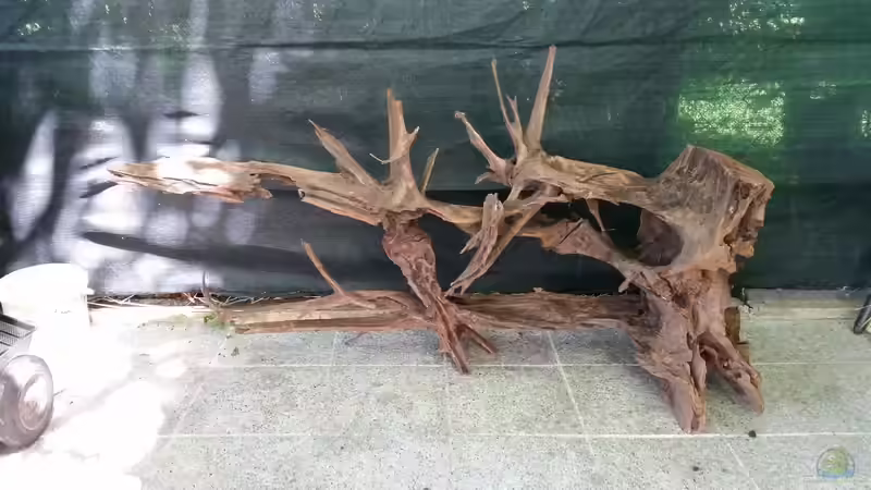 Dekoration im Aquarium Predator Tank (Nur noch als Beispiel) von Bernd N. (29)