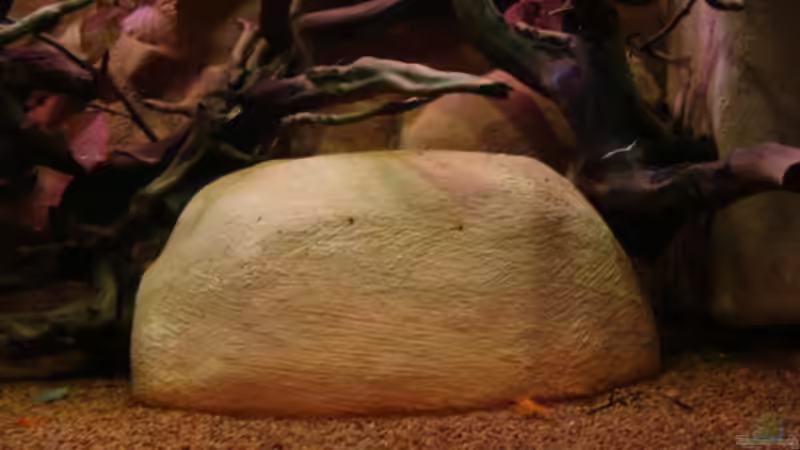 Dekoration im Aquarium Procambarus Clarkii II von manzanarez (11)