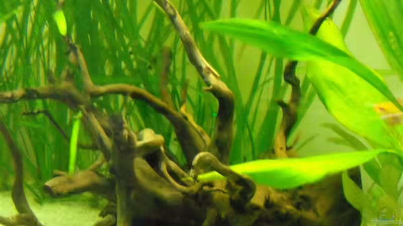 Dekoration im Aquarium prof von Fabian Ber (16)