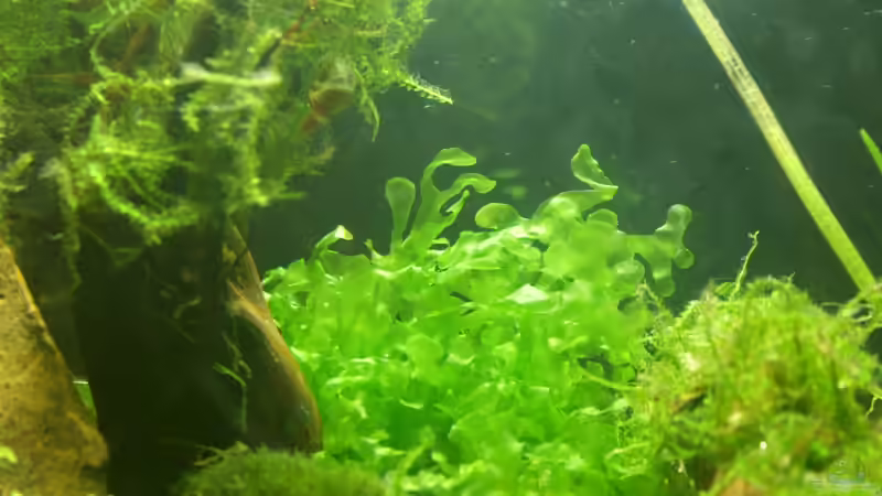 Dekoration im Aquarium Project Crystal Red (existiert nicht mehr) von SouthAmerica (47)