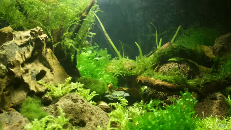 Dekoration im Aquarium Project Crystal Red (existiert nicht mehr) von SouthAmerica (50)