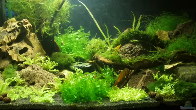 Dekoration im Aquarium Project Crystal Red (existiert nicht mehr) von SouthAmerica (53)