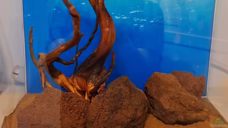 Dekoration im Aquarium Projekt 2025 von ernst11 (18)