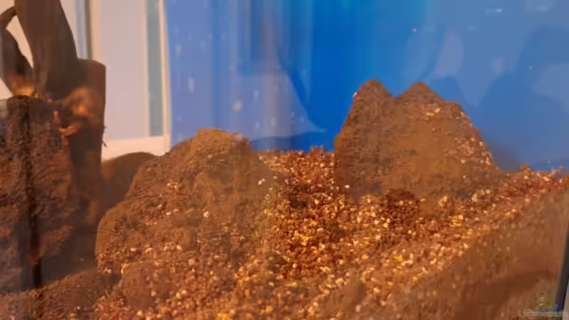 Dekoration im Aquarium Projekt 2025 von ernst11 (19)