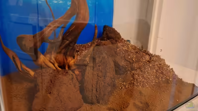 Dekoration im Aquarium Projekt 2025 von ernst11 (20)