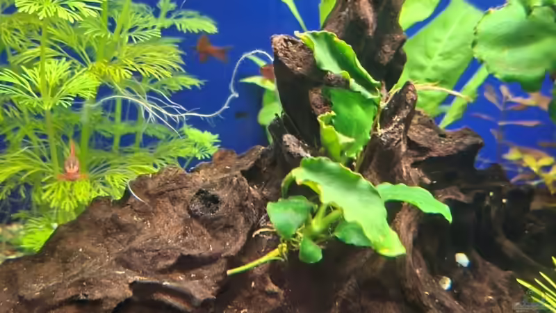 Dekoration im Aquarium Projekt 2025 von ernst11 (25)