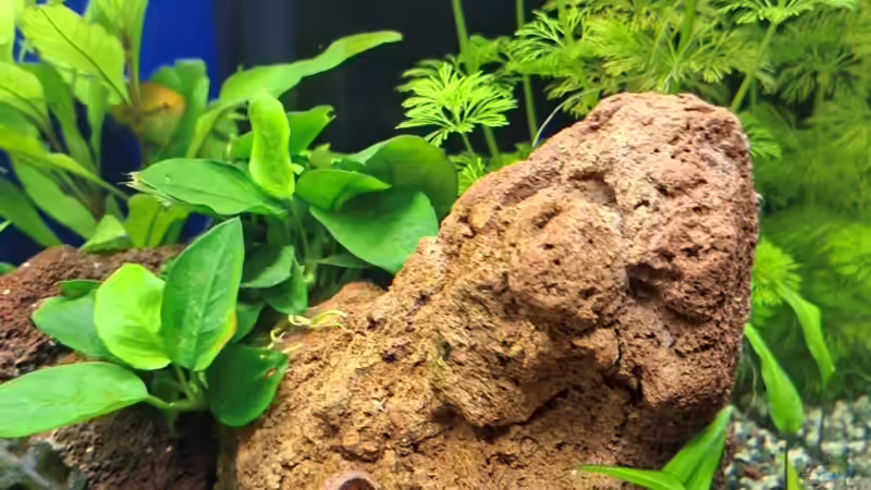 Dekoration im Aquarium Projekt 2025 von ernst11 (27)