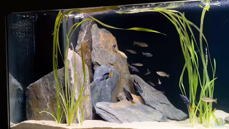 Dekoration im Aquarium Projekt Tanganjika 2500 (aufgelöst) von SylAn (2)