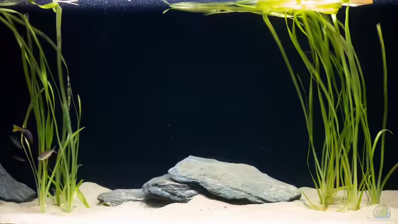 Dekoration im Aquarium Projekt Tanganjika 2500 (aufgelöst) von SylAn (3)