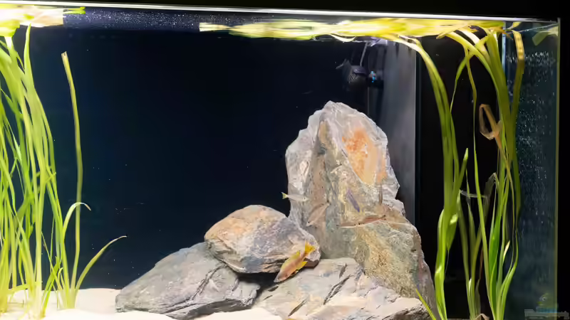 Dekoration im Aquarium Projekt Tanganjika 2500 (aufgelöst) von SylAn (4)