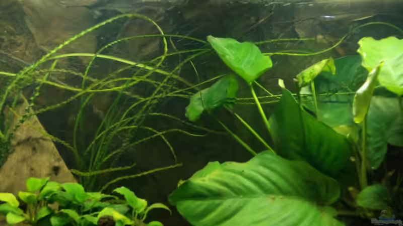 Dekoration im Aquarium Pulchers Paradiseaufgelöst von Koehler (32)