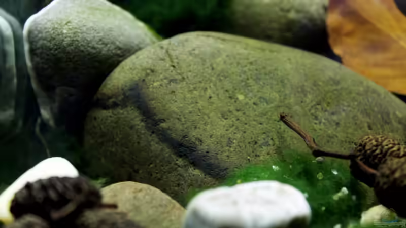 Dekoration im Aquarium pure nature von die Perle... (11)