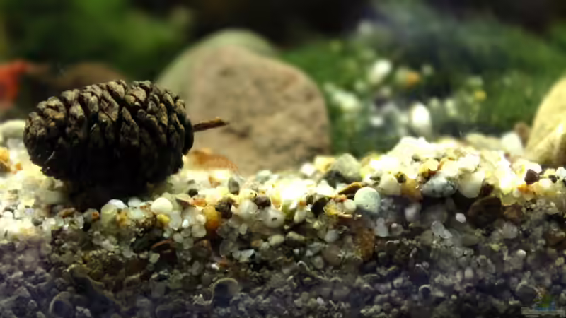 Dekoration im Aquarium pure nature von die Perle... (12)