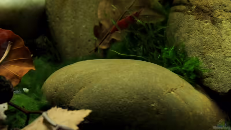 Dekoration im Aquarium pure nature von die Perle... (14)