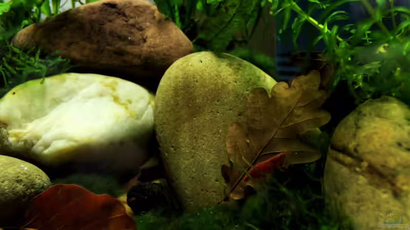 Dekoration im Aquarium pure nature von die Perle... (15)