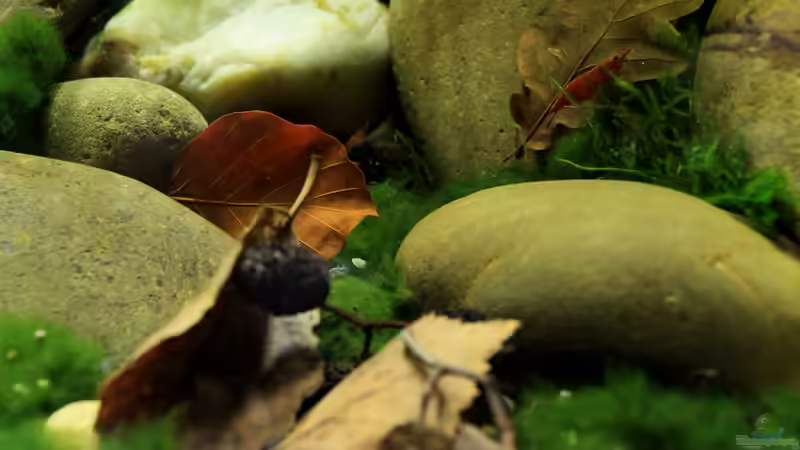 Dekoration im Aquarium pure nature von die Perle... (16)