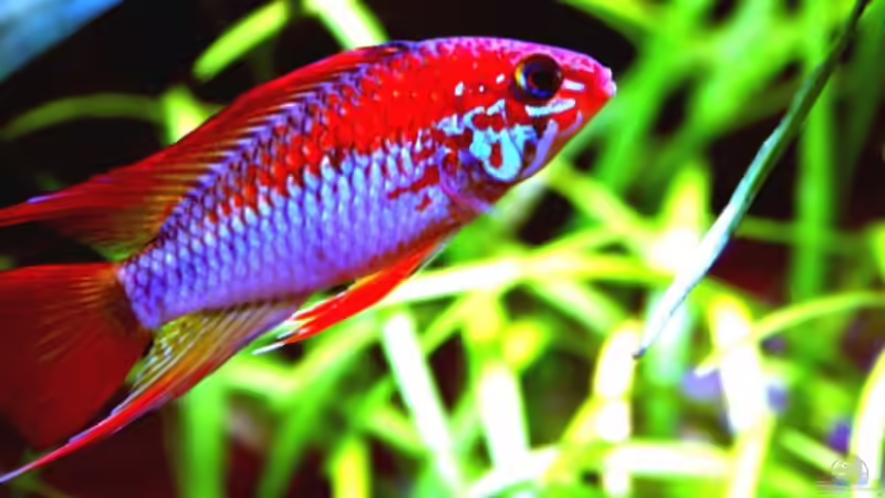 Dekoration im Aquarium Python`s Cave von Apistofan (26)