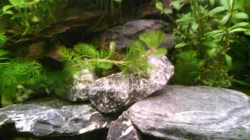 Dekoration im Aquarium Radargarnelen von Bart Simpson (10)