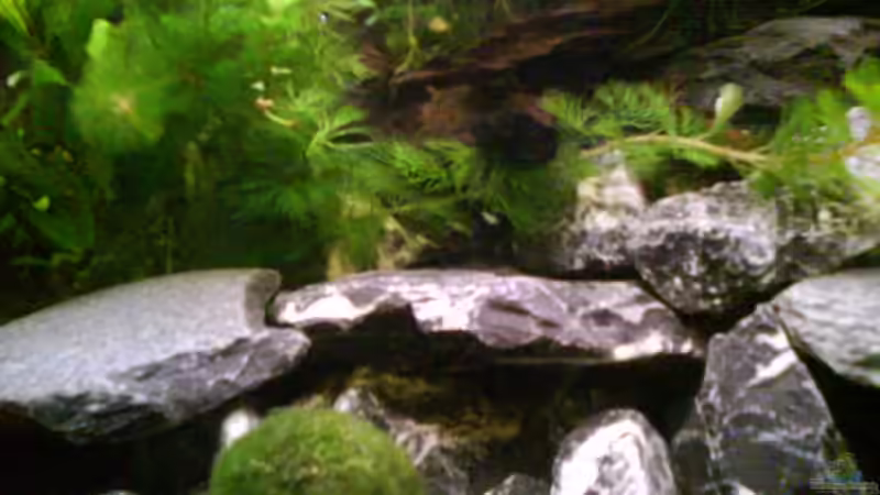 Dekoration im Aquarium Radargarnelen von Bart Simpson (11)