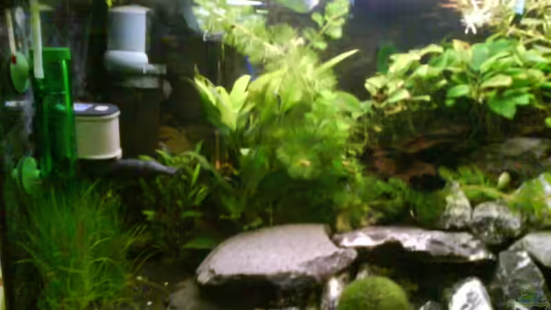 Dekoration im Aquarium Radargarnelen von Bart Simpson (4)