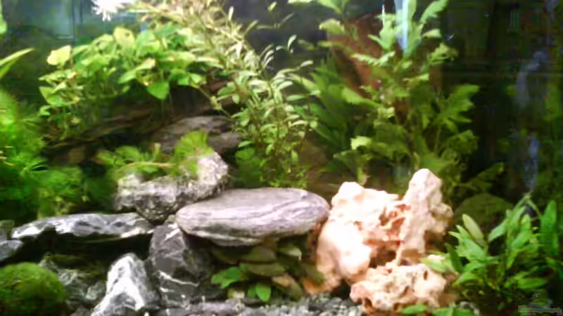 Dekoration im Aquarium Radargarnelen von Bart Simpson (5)