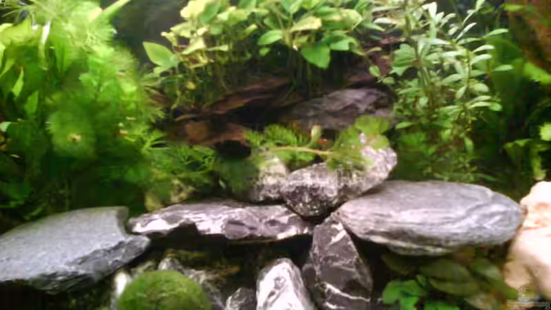 Dekoration im Aquarium Radargarnelen von Bart Simpson (6)