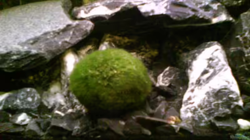 Dekoration im Aquarium Radargarnelen von Bart Simpson (8)