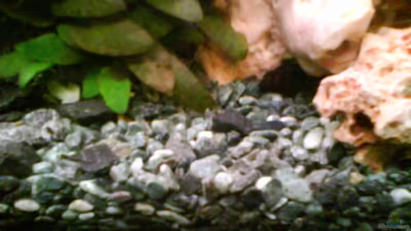 Dekoration im Aquarium Radargarnelen von Bart Simpson (9)