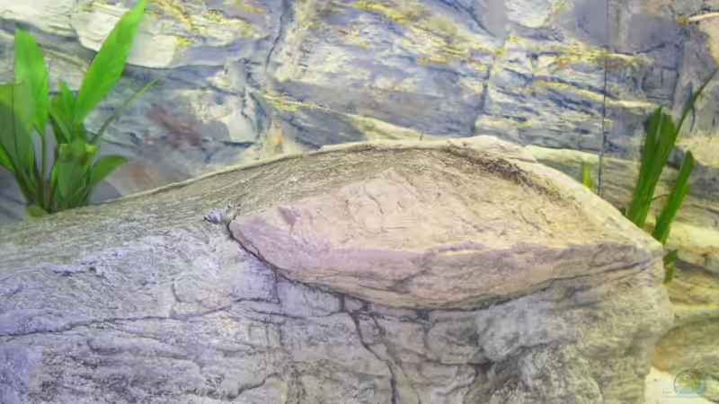 Dekoration im Aquarium Räuber aus dem Werder.... ähmm Malawisee von Wesermalawi (16)