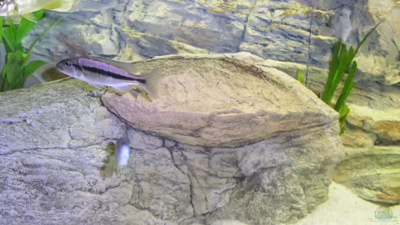 Dekoration im Aquarium Räuber aus dem Werder.... ähmm Malawisee von Wesermalawi (17)