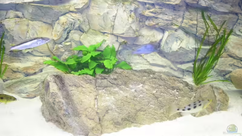 Dekoration im Aquarium Räuber aus dem Werder.... ähmm Malawisee von Wesermalawi (18)