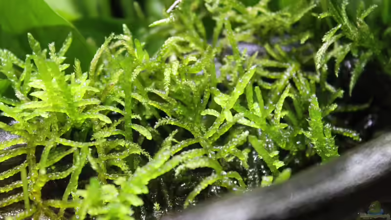 Dekoration im Aquarium Rainbowshiner von die Perle... (16)