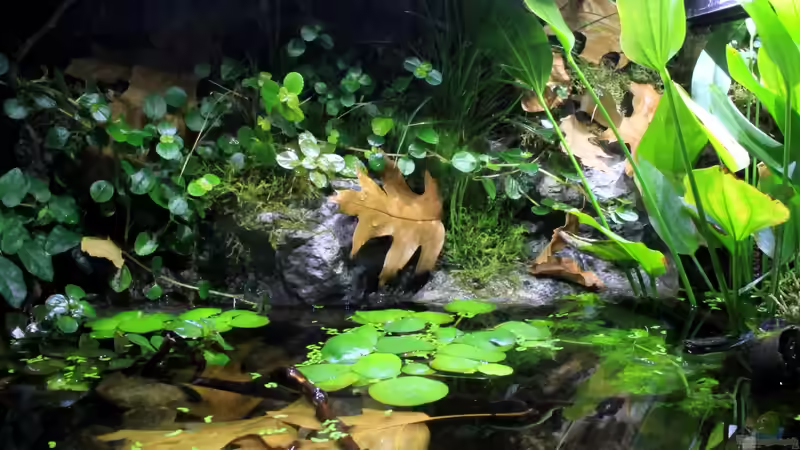 Dekoration im Aquarium Rainbowshiner von die Perle... (26)