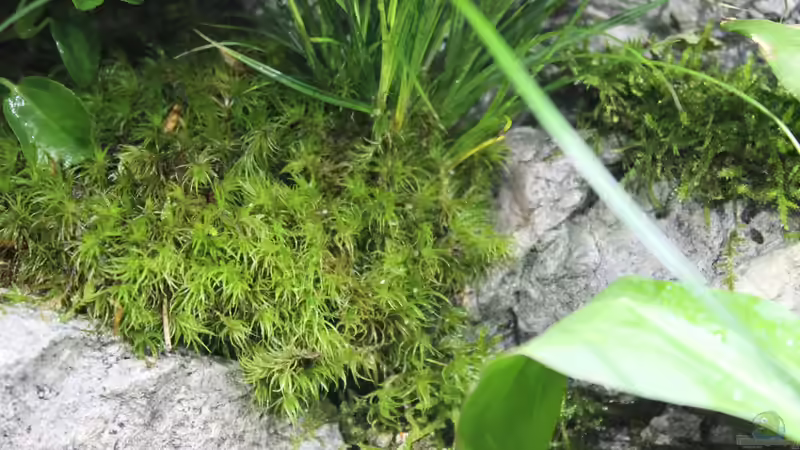 Dekoration im Aquarium Rainbowshiner von die Perle... (27)