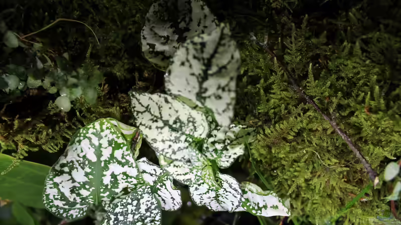 Dekoration im Aquarium Rainbowshiner von die Perle... (28)