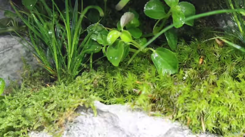 Dekoration im Aquarium Rainbowshiner von die Perle... (29)