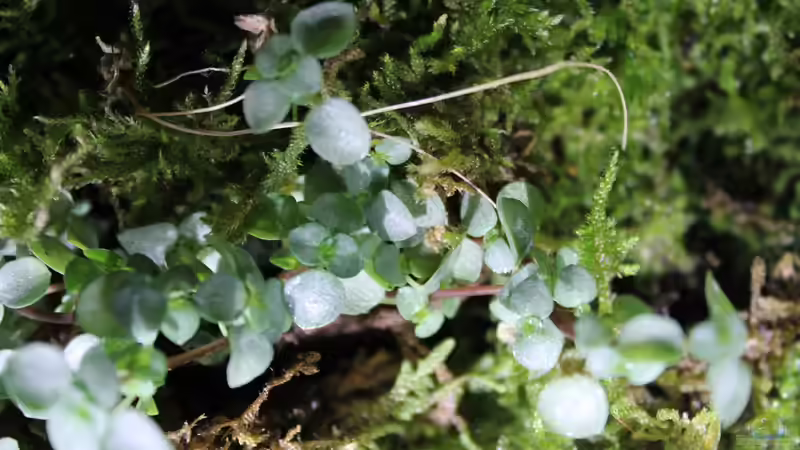 Dekoration im Aquarium Rainbowshiner von die Perle... (30)
