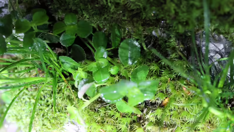 Dekoration im Aquarium Rainbowshiner von die Perle... (32)